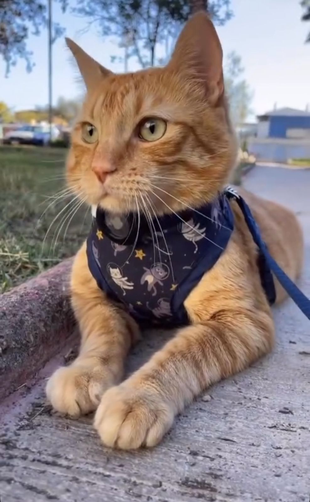 Árnés con correa de paseo