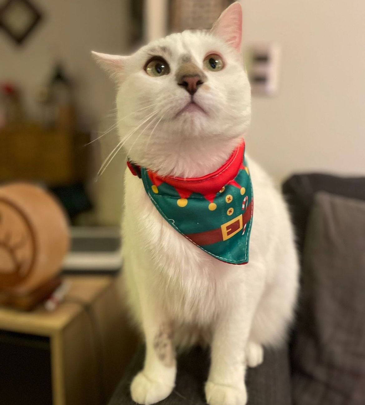 Bandana Ayudante de Santa 🧝 🎄