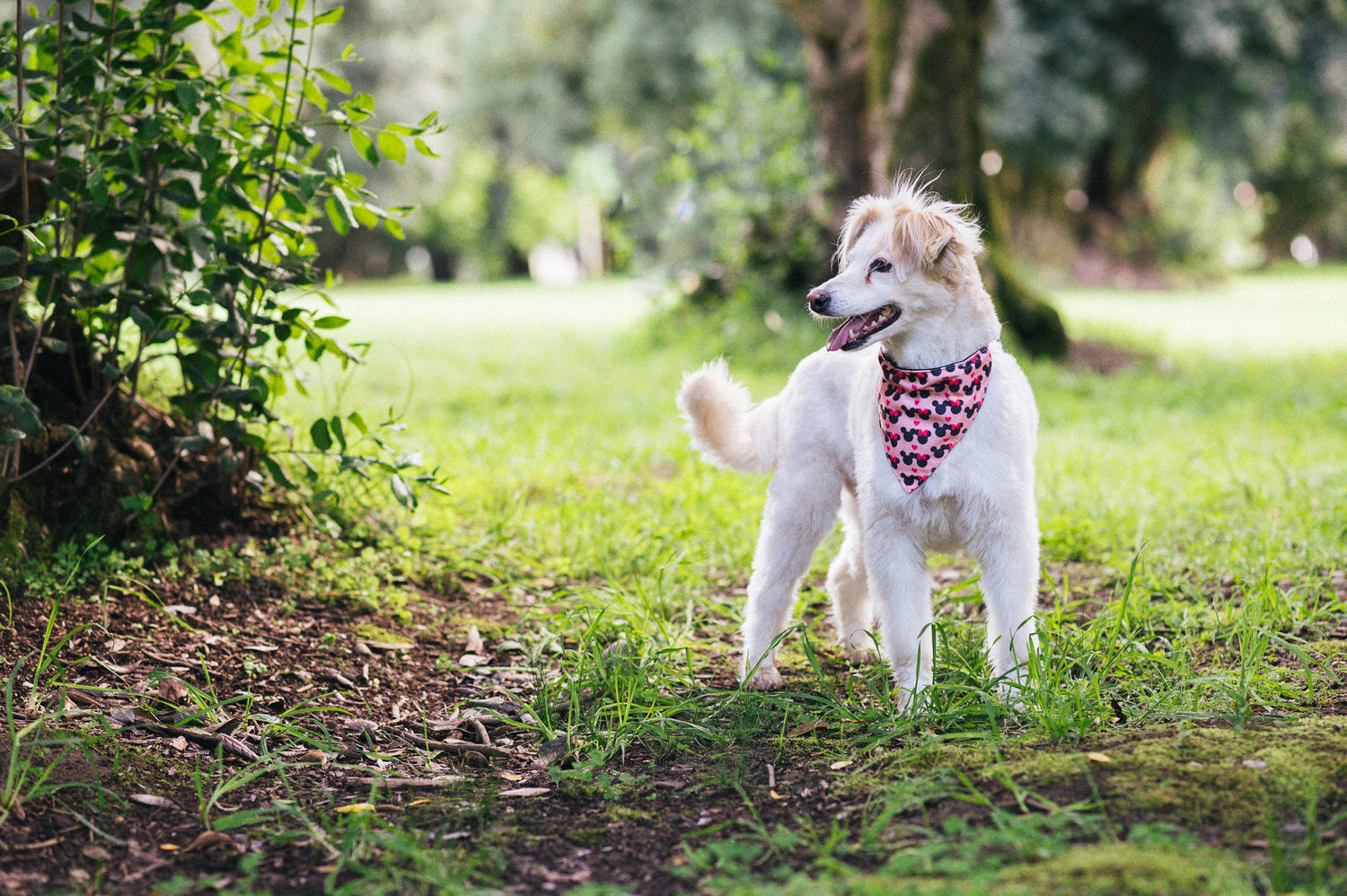 Para sus paseos 🐾