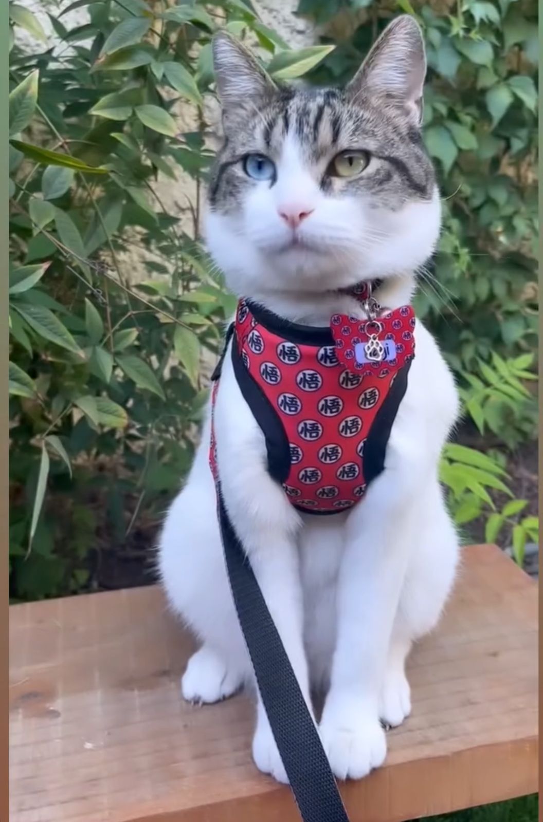 Árnés con correa de paseo