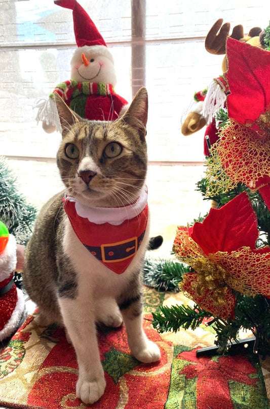 Bandana Viejito Pascuero  🎅🏻🎄