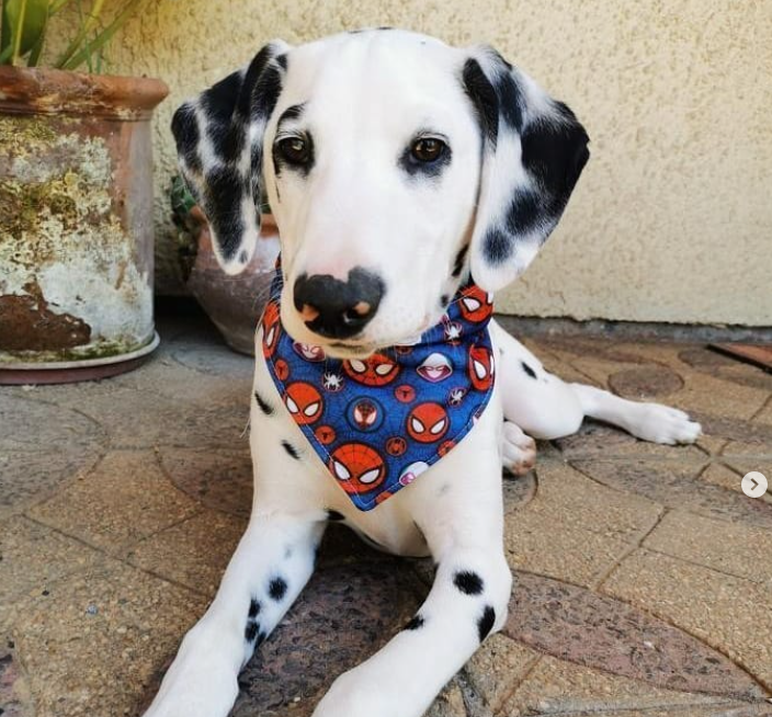 Bandana Spiderman ⚡