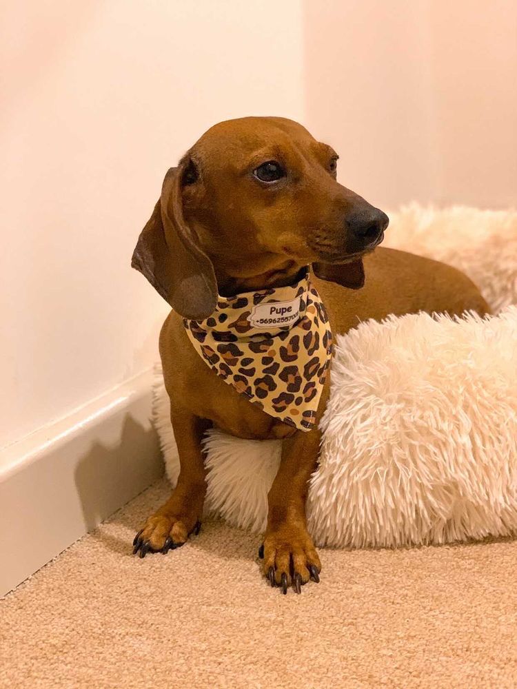 Bandana Animal Print Café 🐅